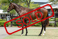 BIVOUAC X AMERICAN FLYER FILLY.